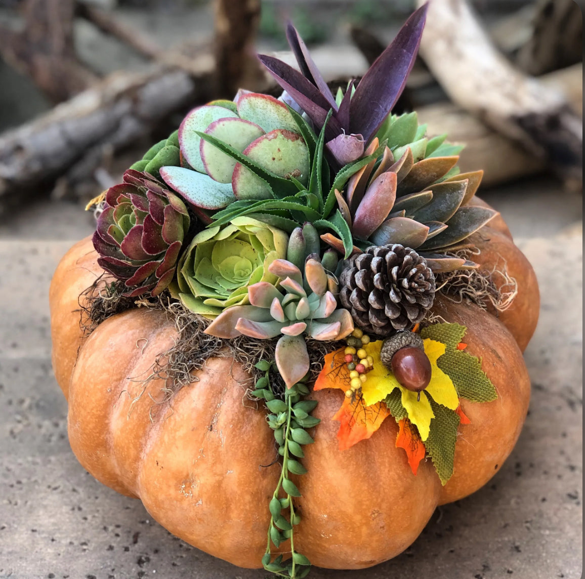 Pumpkin Succulent Creations | Greystone Needlepoint, Bryn Mawr | October 28, 2025