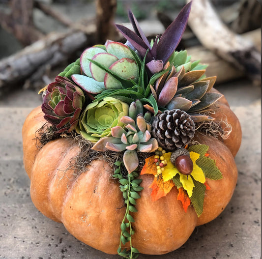 Pumpkin Succulent Creations | Greystone Needlepoint, Bryn Mawr | October 21, 2026